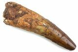 Real Spinosaurus Tooth - Robust Dinosaur Tooth #374003-1